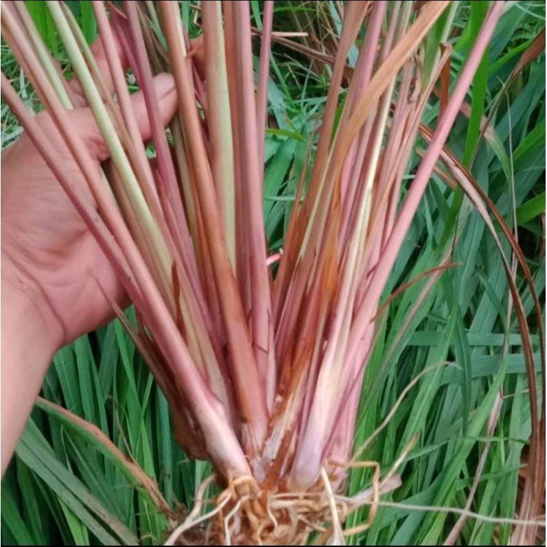 

sereh merah sereh wangi 500gram segar organik