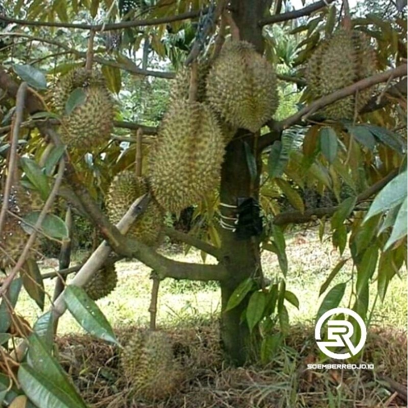 Bibit Durian Montong Tinggi 40-65 cm