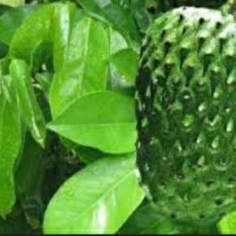 

TDS Daun Sirsat Sirsak Segar organik