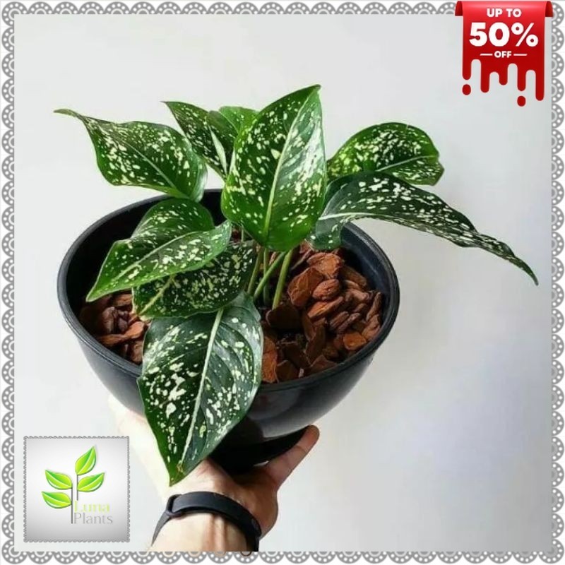 ( BISA COD ) Tanaman Hias Aglonema Srikit Bunga Hias Aglonema Srikit / Tanaman Hidup Aglaonema Serik