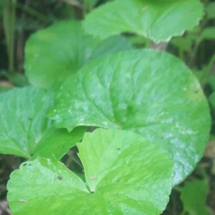 

Daun pegagang atau antanan segar 1kg Kualitas Terbaik mega store ready