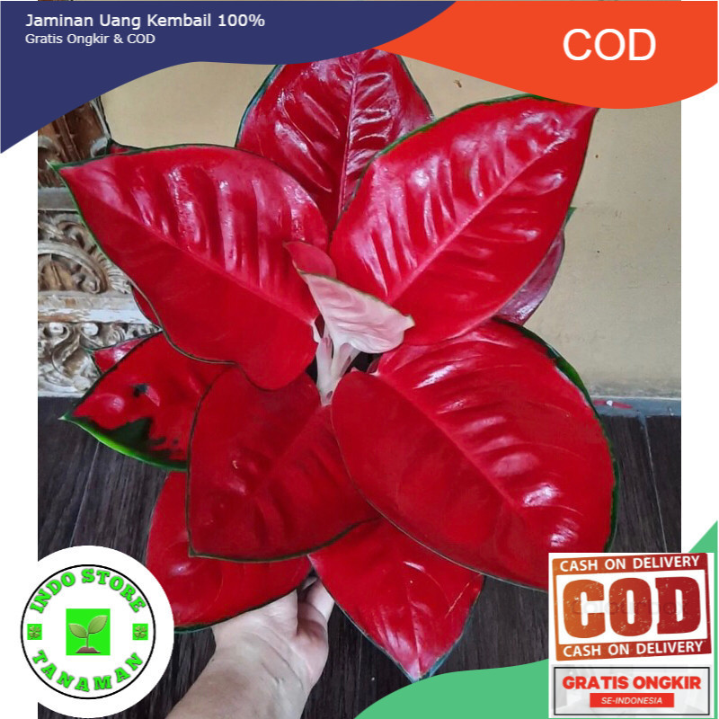 Aglonema Suksom Jaipong baby - Tanamanhias aglonema suksom jaipong anakan terlalis (COD)