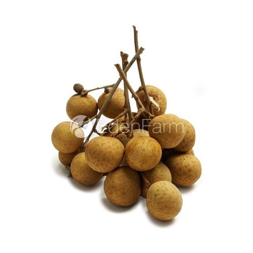 

Buah Kelengkeng / Klengkeng 1/2 KG - 500 Gram