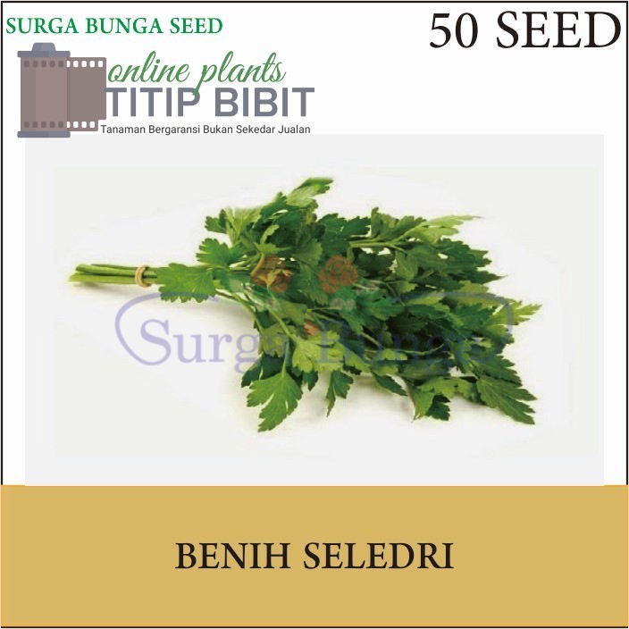 Benih Sayur Seledri (Apium graveolens) Jumbo 50 seed-benih sayur sayuran