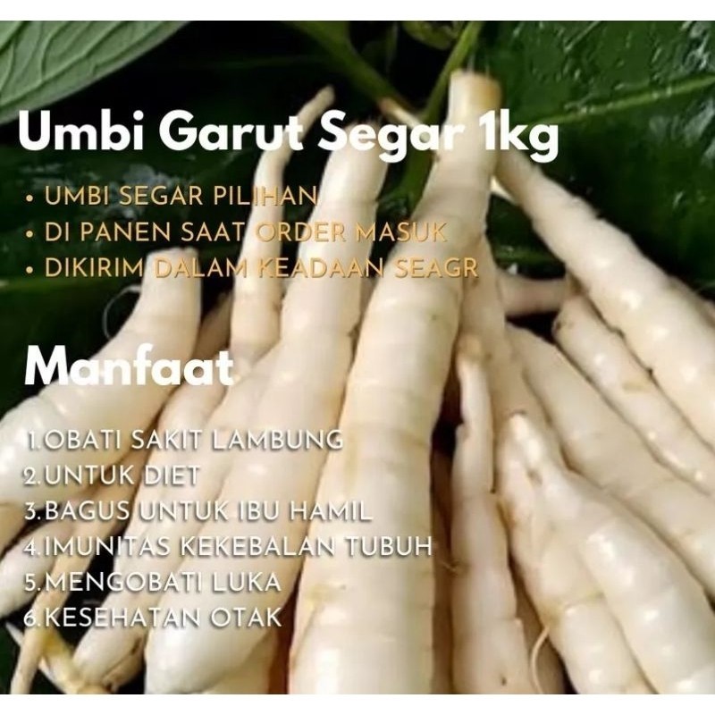 

Umbi Garut / Umbi Garut Segar / irut / Tarigu / Umbi Garut 1kg