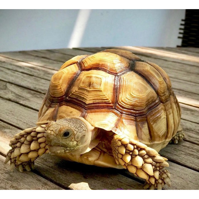Kura Kura Sulcata / Sulcata Tortoise