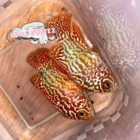 Bisa cod hiyasan akuarium Burayak louhan Golden Base GB Kamfa 5-6 cm Mutasi Line Thailand Jenong Ser