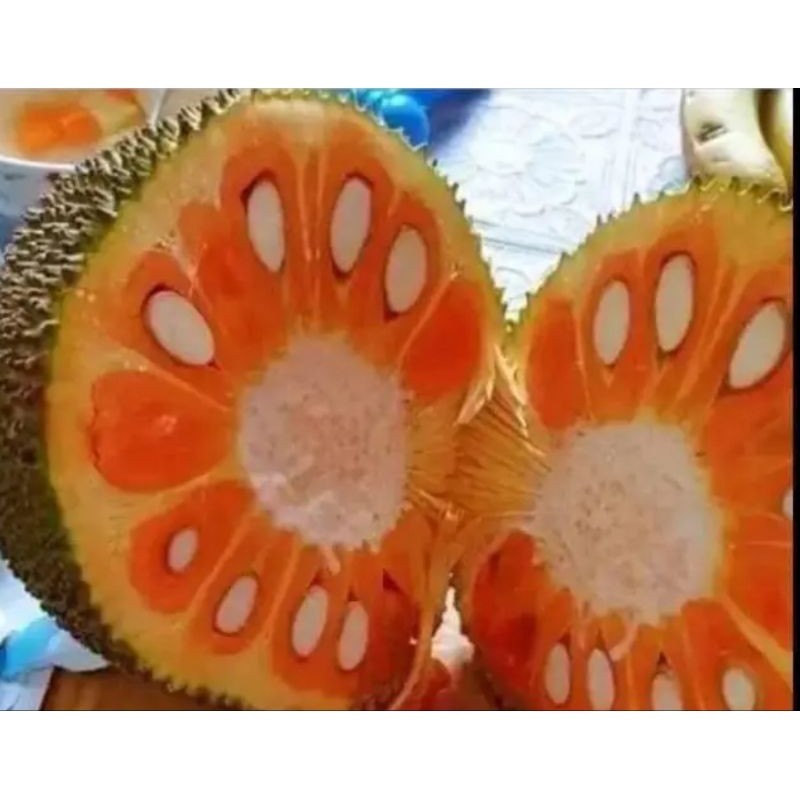 Bibit Nangka Merah madu