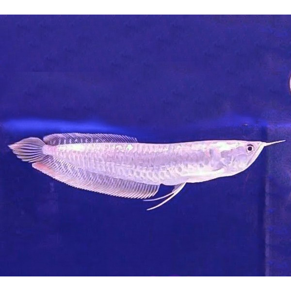 Arwana Silver Brazil / Ikan Predator / Ikan Hias Aquascape