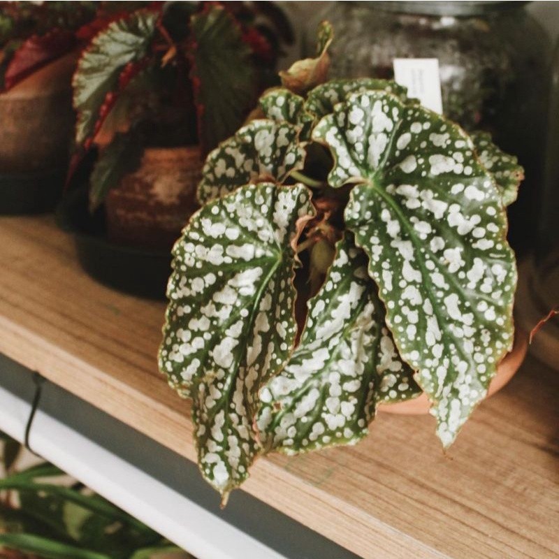 {BISA COD} tanaman hias begonia white ice pohon begonia polkadot putih tanaman begonia polkadot silv