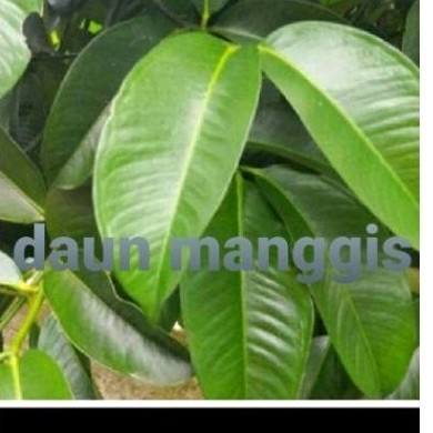 

Daun manhhis sgar daun herbal manggis