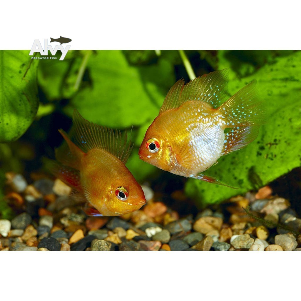 Aksesoris akuarium RAMIREZI GOLDEN BALON - hiasan aquascape aquarium berkualitas
