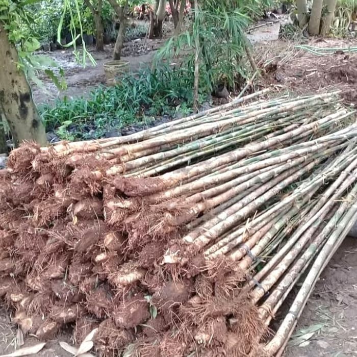 Bambu Jepang | tanaman bambu | bambu pagar | bambu klisik . ready .