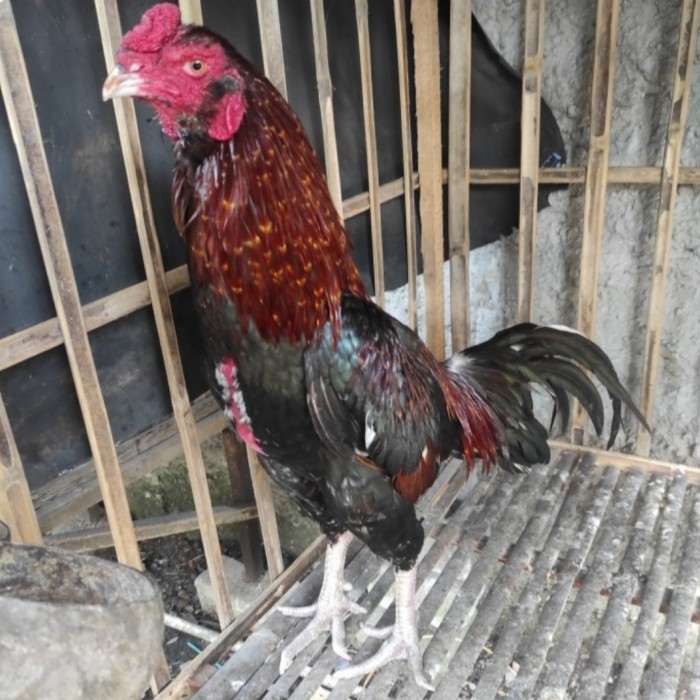 

Telur ayam bangkok birma fertil / ayam petarung aduan bisa ditetaskan Langsung