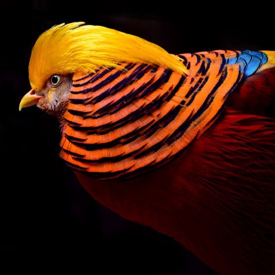 

Telur ayam ringneck golden pheasant telur ayam hias fertil siap kirim