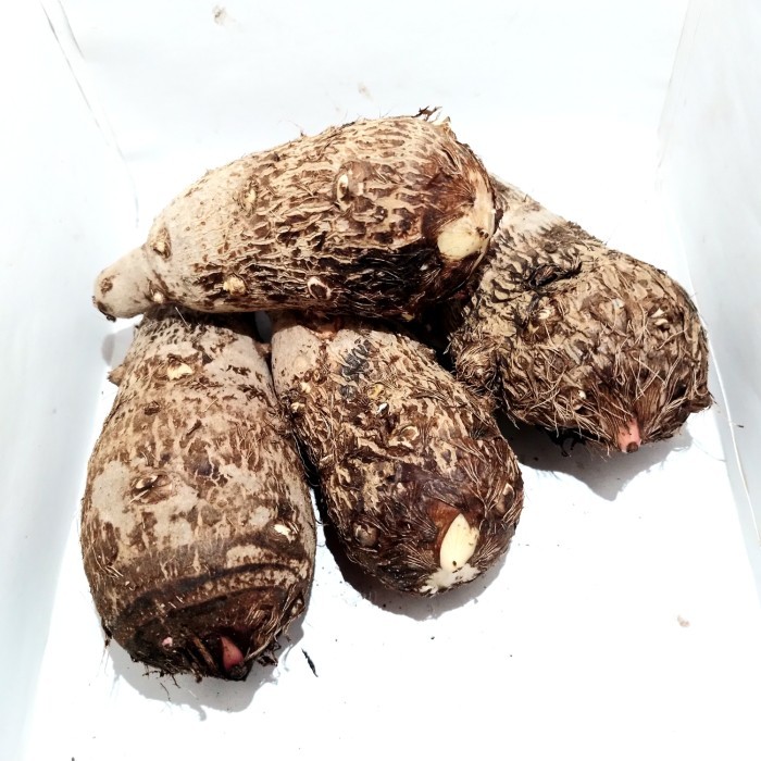 

Promo umbi talas segar bisa di olah menjadi makanan moderen..