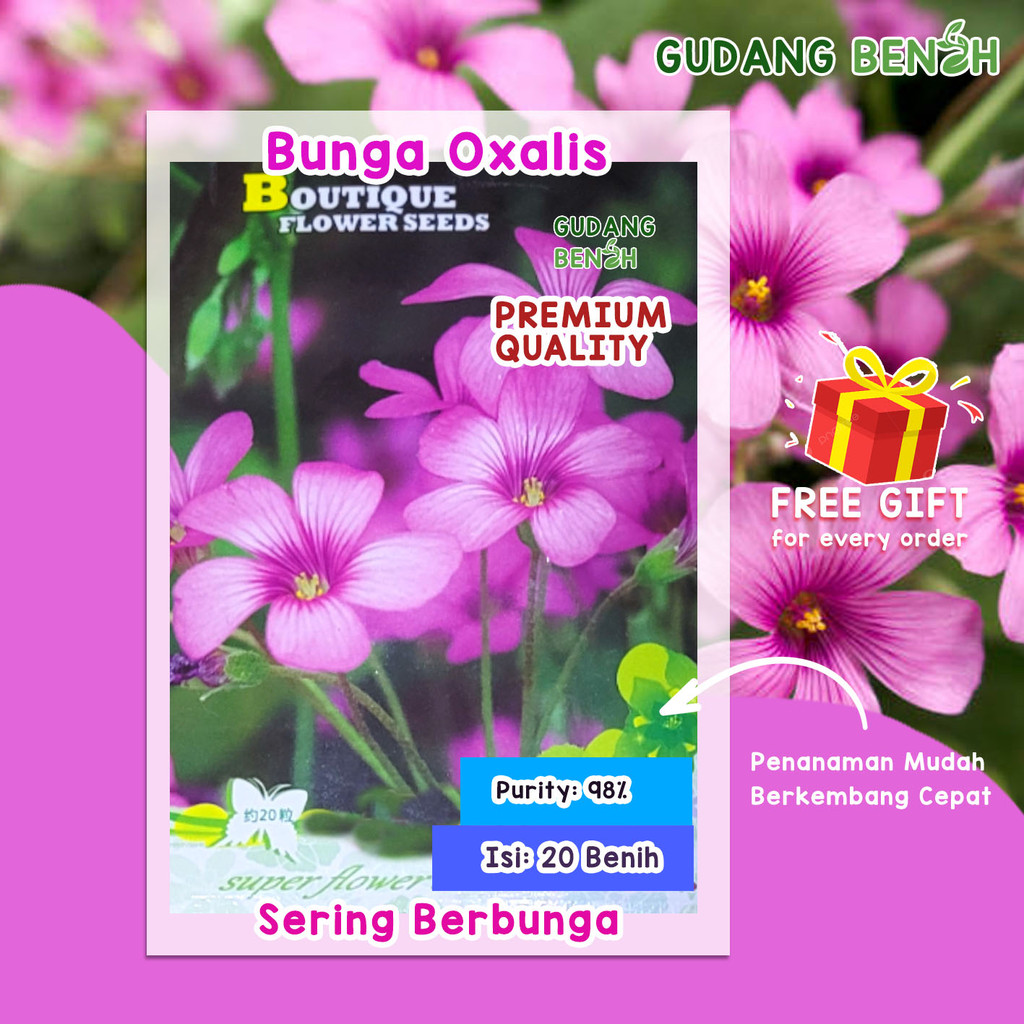 Bibit Tanaman / Bibit Bunga / Bunga Oxalis Berkualitas Isi 20 Benih / Bibit