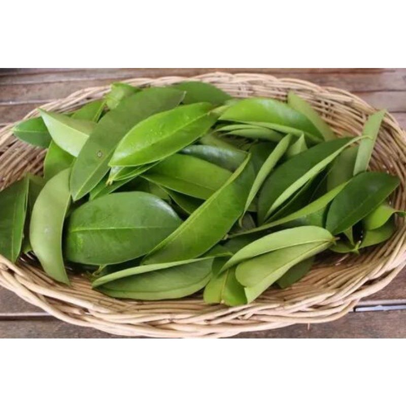 

Herbal - daun sirsak segar di petik saat di pesan perlembar