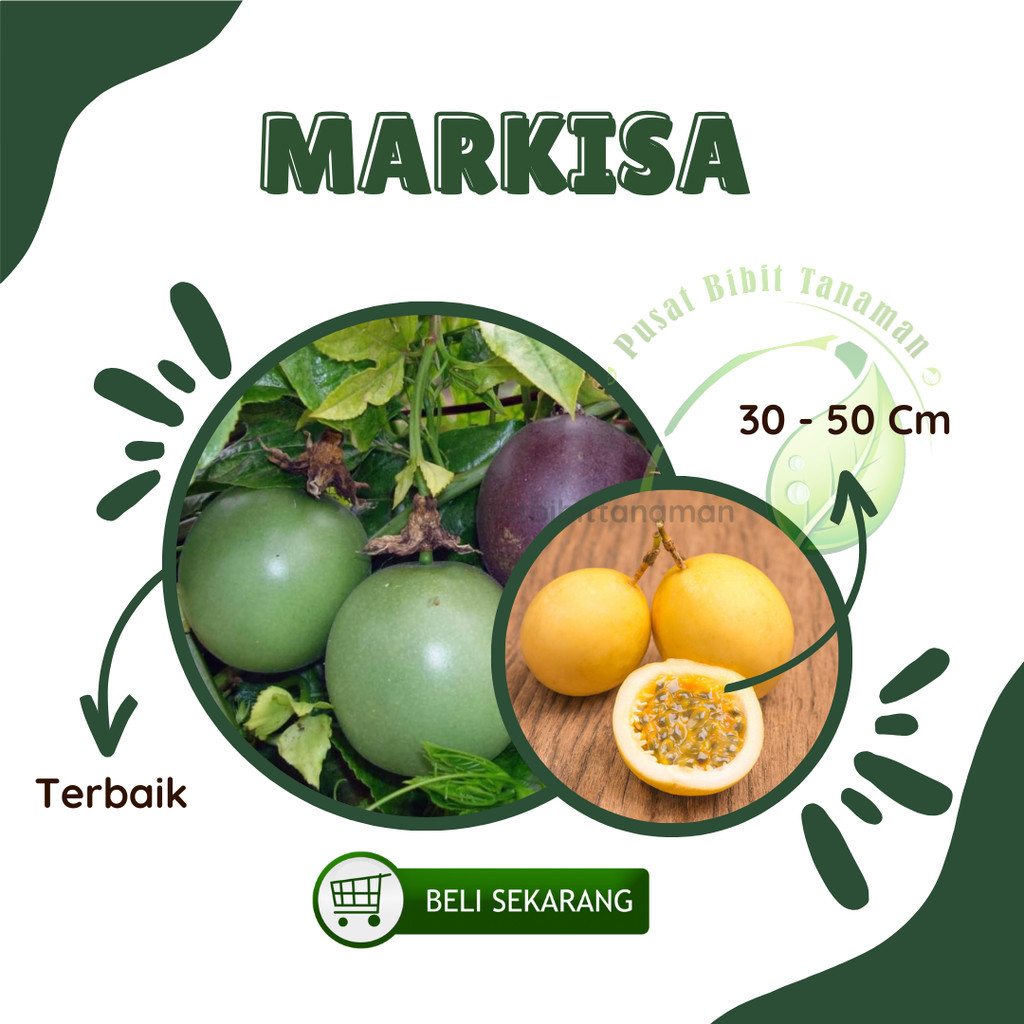 Bibit Markisa Kuning Manis Super Legit