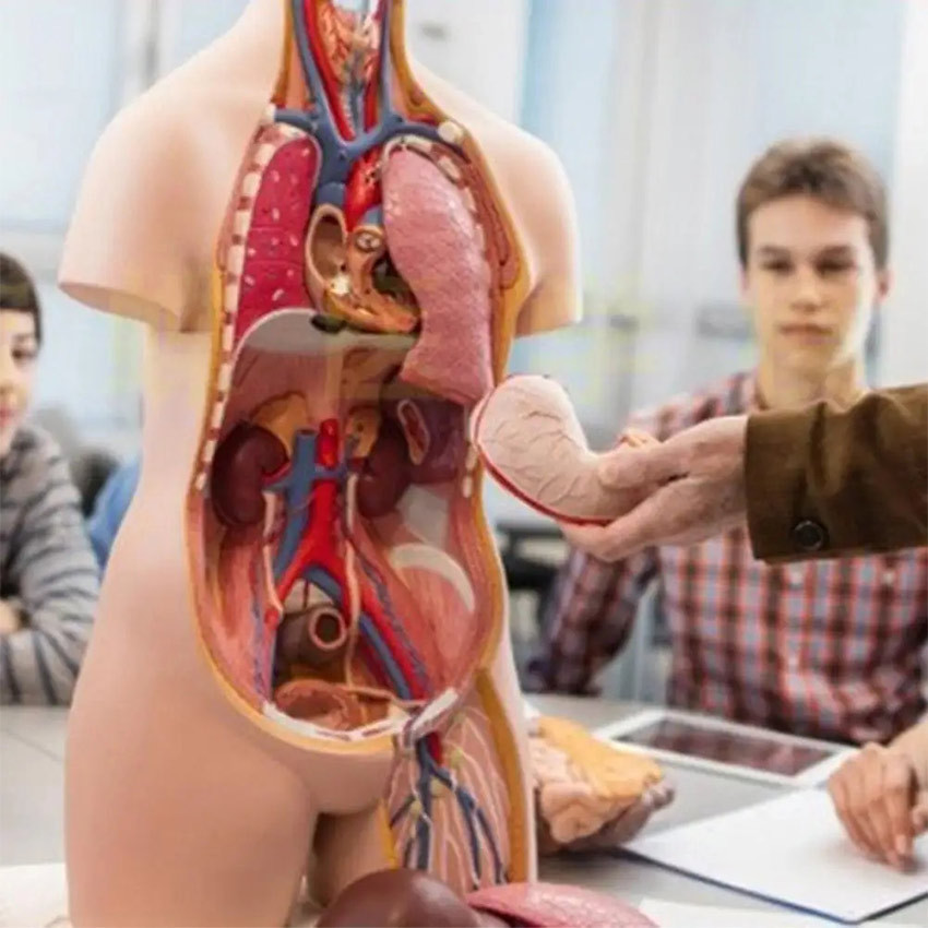 Torso Anatomi Manusia Setengah Tubuh / Model Anatomi Tubuh Manusia / Alat Peraga Pendidikan Biologi