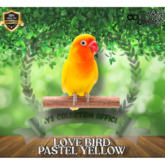 BURUNG LOVEBIRD PASTEL KUNING LOVEBIRD KUNING