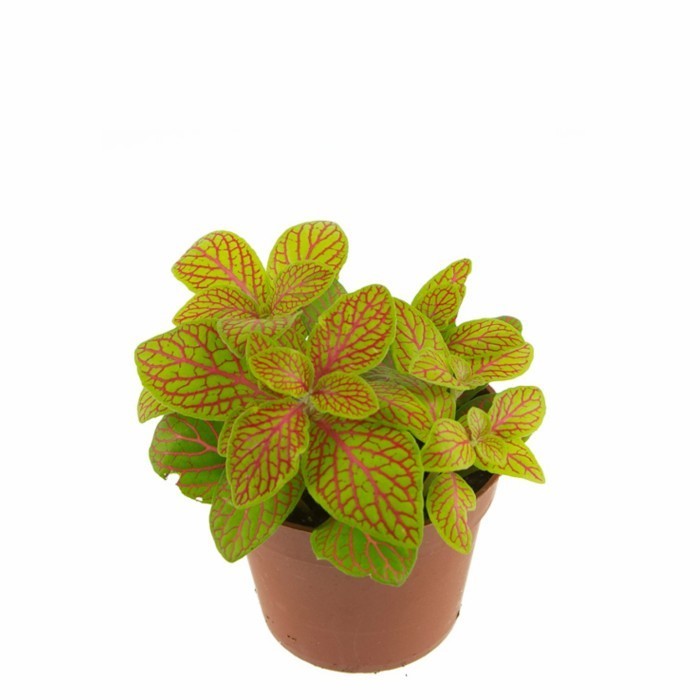 Tanaman Hias Fittonia Kuning  (Fittonia verschaffeltii)