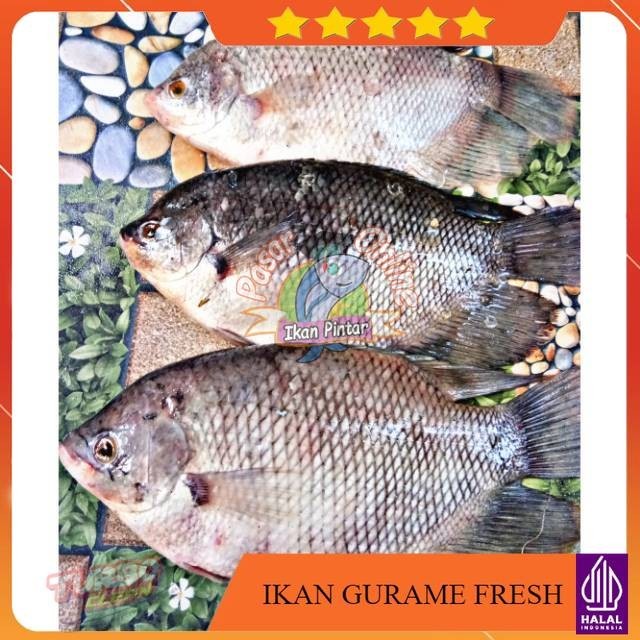 IKAN GURAME SEGAR DIBERSIHKAN FAST DELIVERY