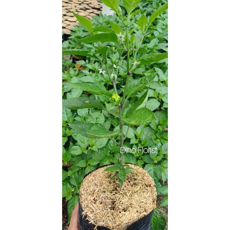 Bibit Tanaman Cabai Carolina Reaper Merah / Red Carolina Reaper / Cabe / Lombok / Super Pedas