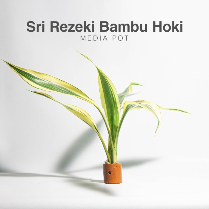 Sri Rezeki / Sri Rejeki / Bambu Hoki / Tanaman Pot Aquascape Paludarium