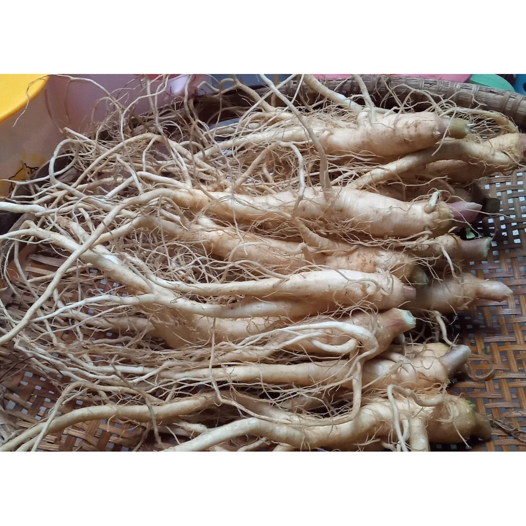 

Ginseng Merah korea Perbatang (COD)