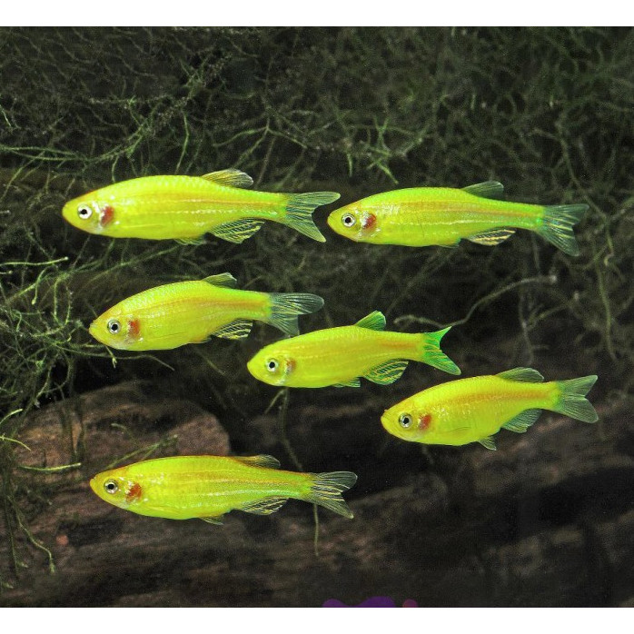 Green Danio Tetra Zebra / Ikan Hias Aquascape