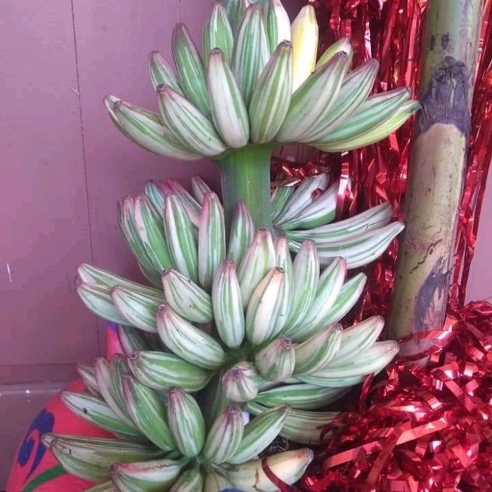 Bibit Pisang Varigata Florida Langka