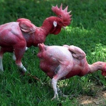 

Telur ayam tanpa bulu / ayam gundul fertil asli siap ditetaskan - ayam tanpa bulu