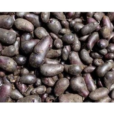 

Kentang Hitam - Kentang Kleci 1kg