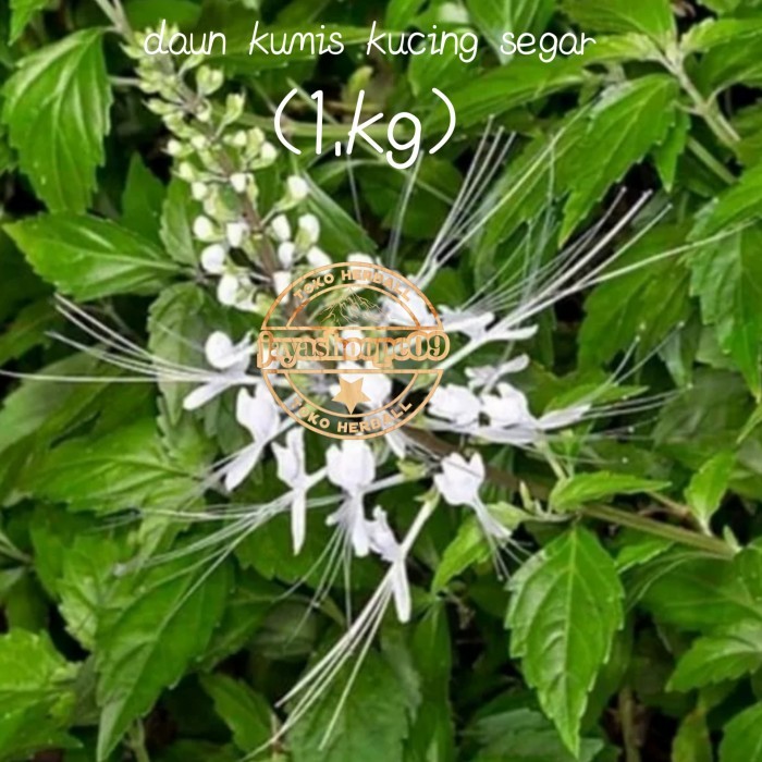 

Daun Kumis Kucing Segar 1.kg