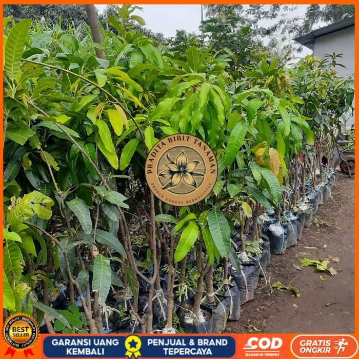 BIBIT TANAMAN BUAH MANGGA TINGGI 1,5 METER JENIS MAHATIR, KIOJAY DLL Bibit Tanaman Super Unggul PRAD