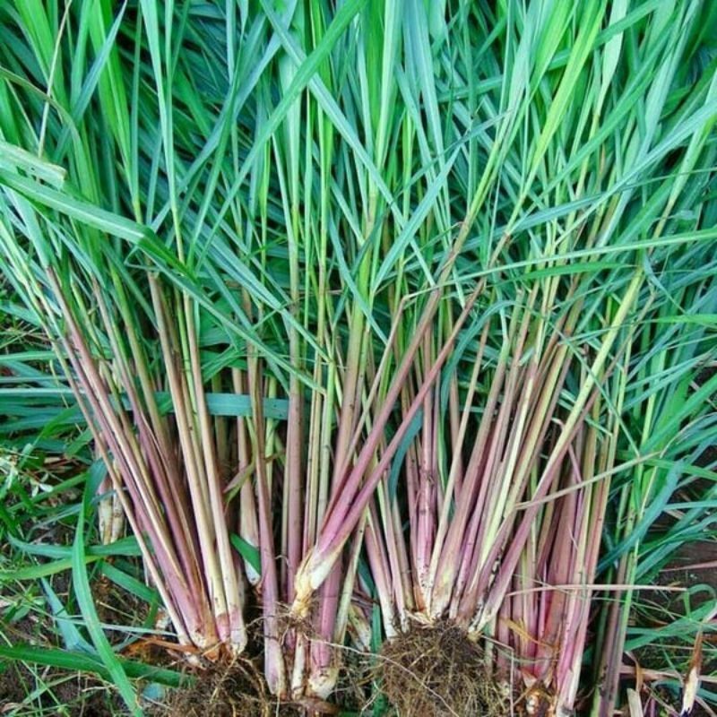 

SERAI WANGI SEREH WANGI SEGAR 1kg