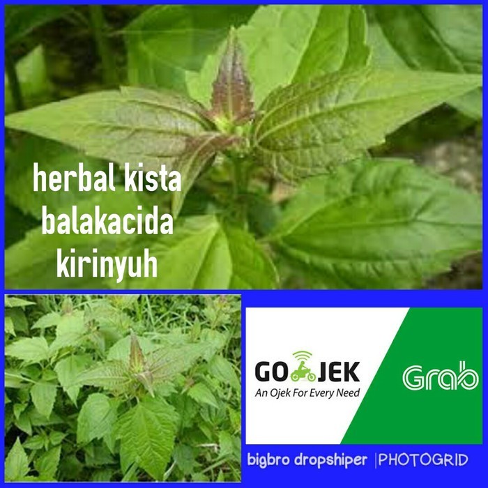 

BIBIT/BENIH Balakacida | kirinyuh | obat herbal kista | kangker serviks