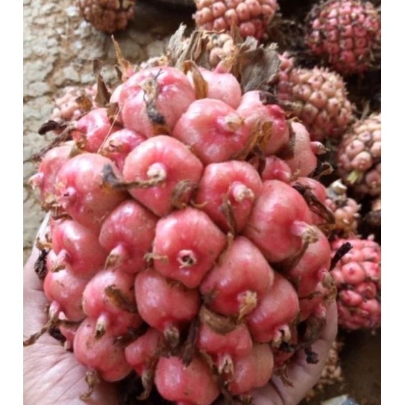 

Asam Cekala | Asam Cikala Honje | Buah Kecombrang | Honje merah 500grm ready