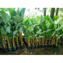 Tanaman Hias Calathea Lutea - bibit tanaman calathea pisang - tanaman pisang-pisangan