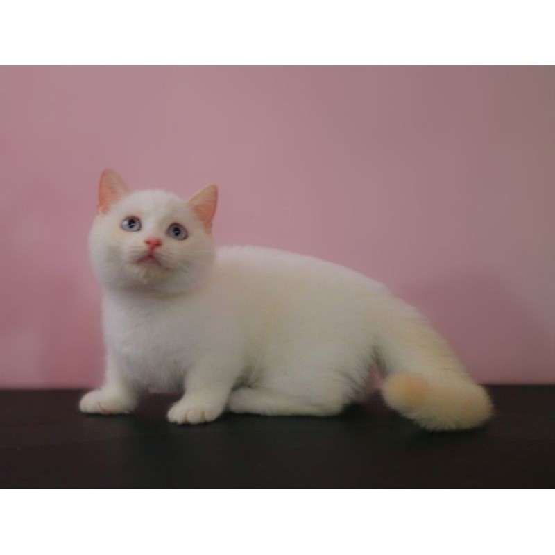 Kucing kitten munchkin BSH red point male/ British shorthair cebol (bisa payletter)