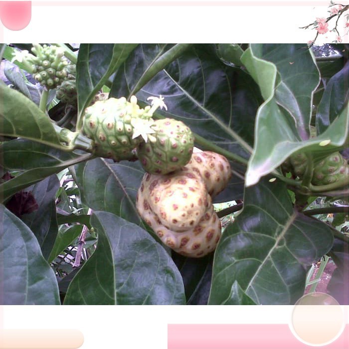 

TERBARU Herbal Hipertensi - BUAH MENGKUDU SEGAR 1 kg (Morinda citrifolia) Bibit berkualitas