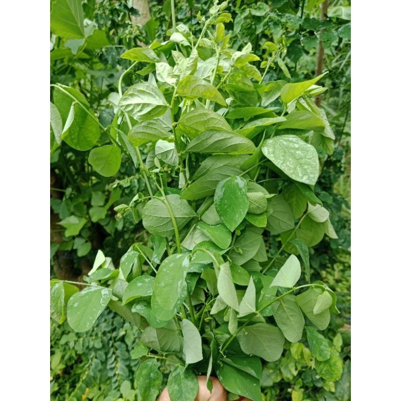 

Daun katuk segar 100gram Kualitas Terbaik