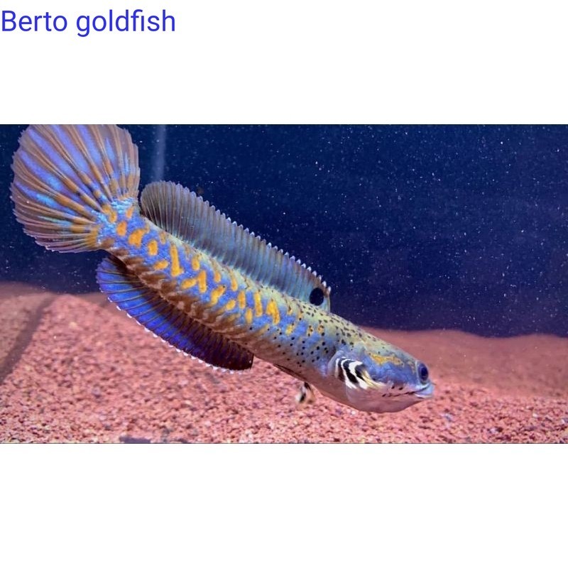 Hiasan akuarium Channa Blue Pulchra Full Yellow Spot Dan Full Dot Sortiran Terbaik Size 4Cm -10Cm Ga