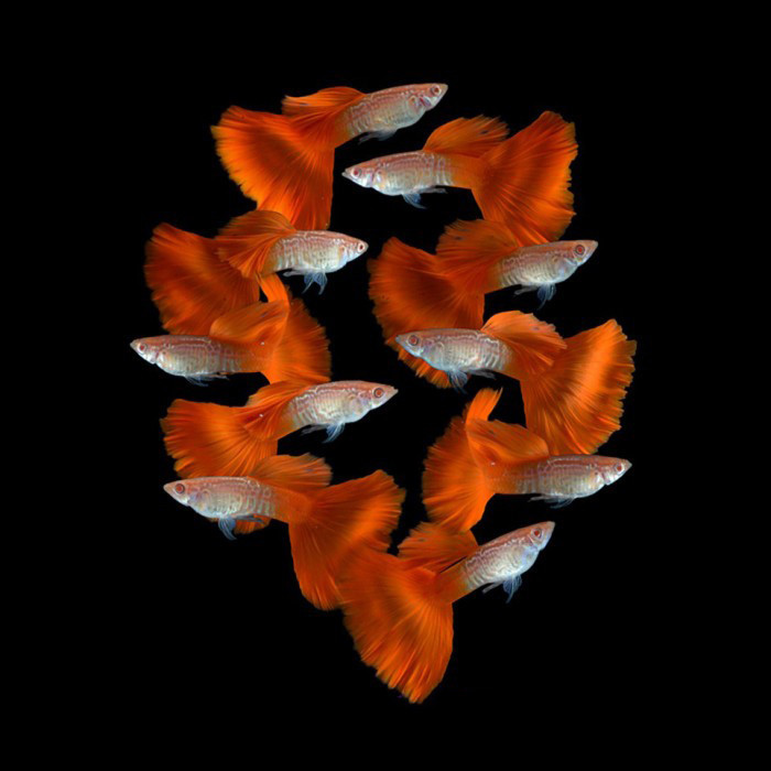 Guppy Albino Snake Skin Red Tail / Ikan Hias Air Tawar