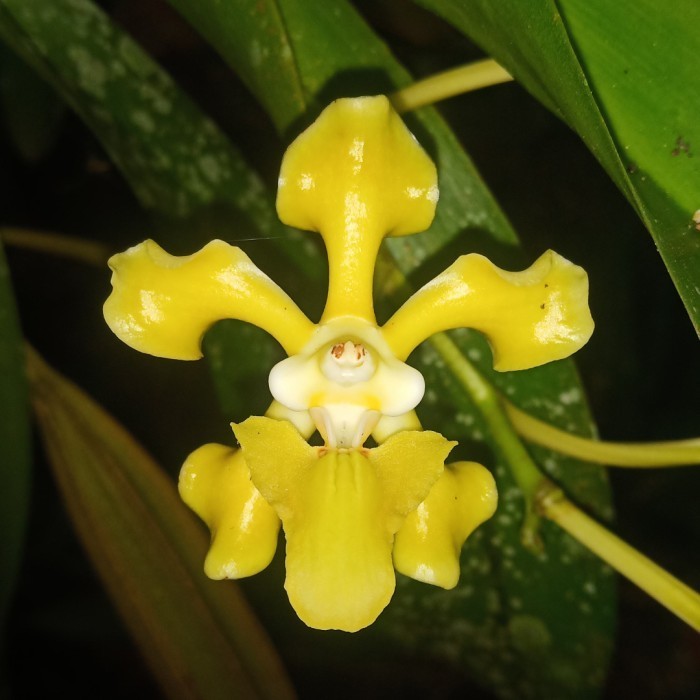 Ready stok Promo Anggrek Vanda helvola flava spesies dewasa