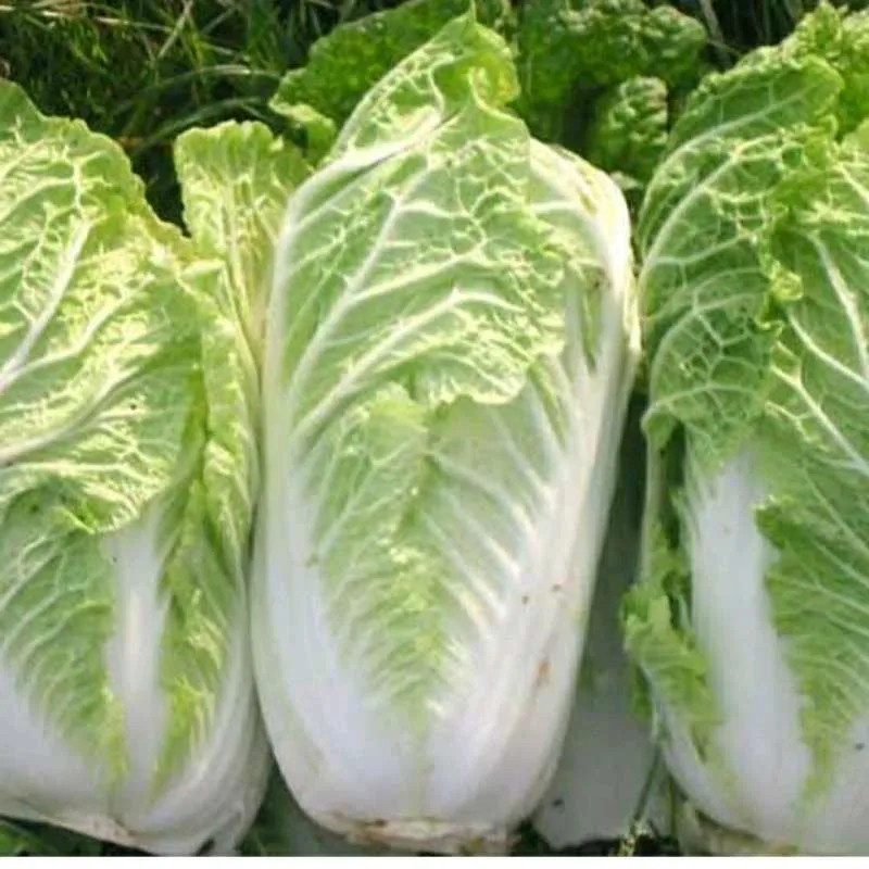 

Sawi Putih Segar - Chinese cabbage