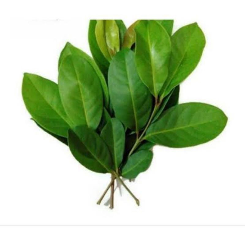 

Daun Salam 1 ikat - Bay leaf 1 pack