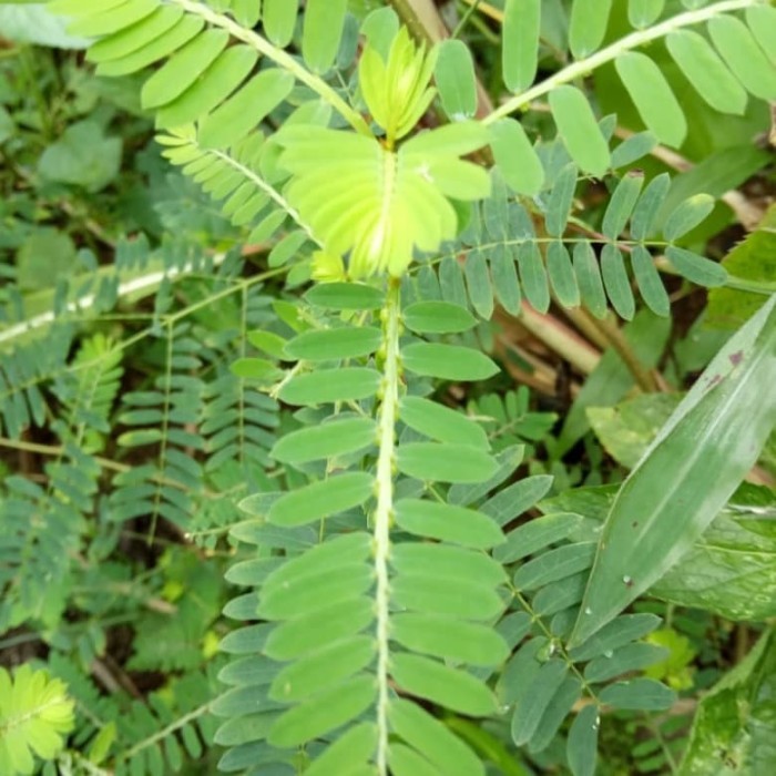 

DAUN MENIRAN HIJOU SEGAR 250GRM