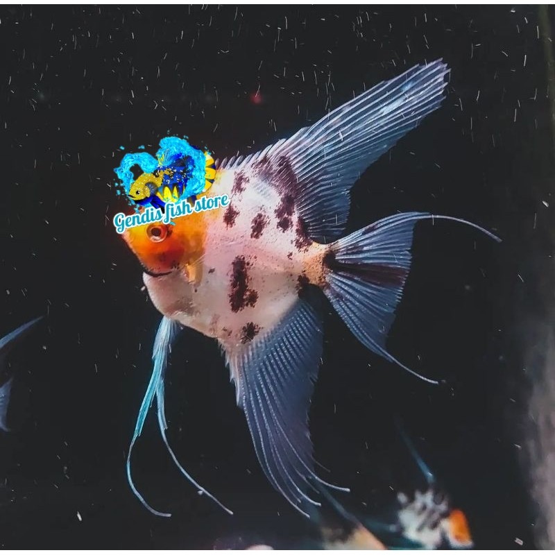 BIGSALE  ikan manfish red devil / angelfish / ikan layang layang calon induk sepasang murmer bergara
